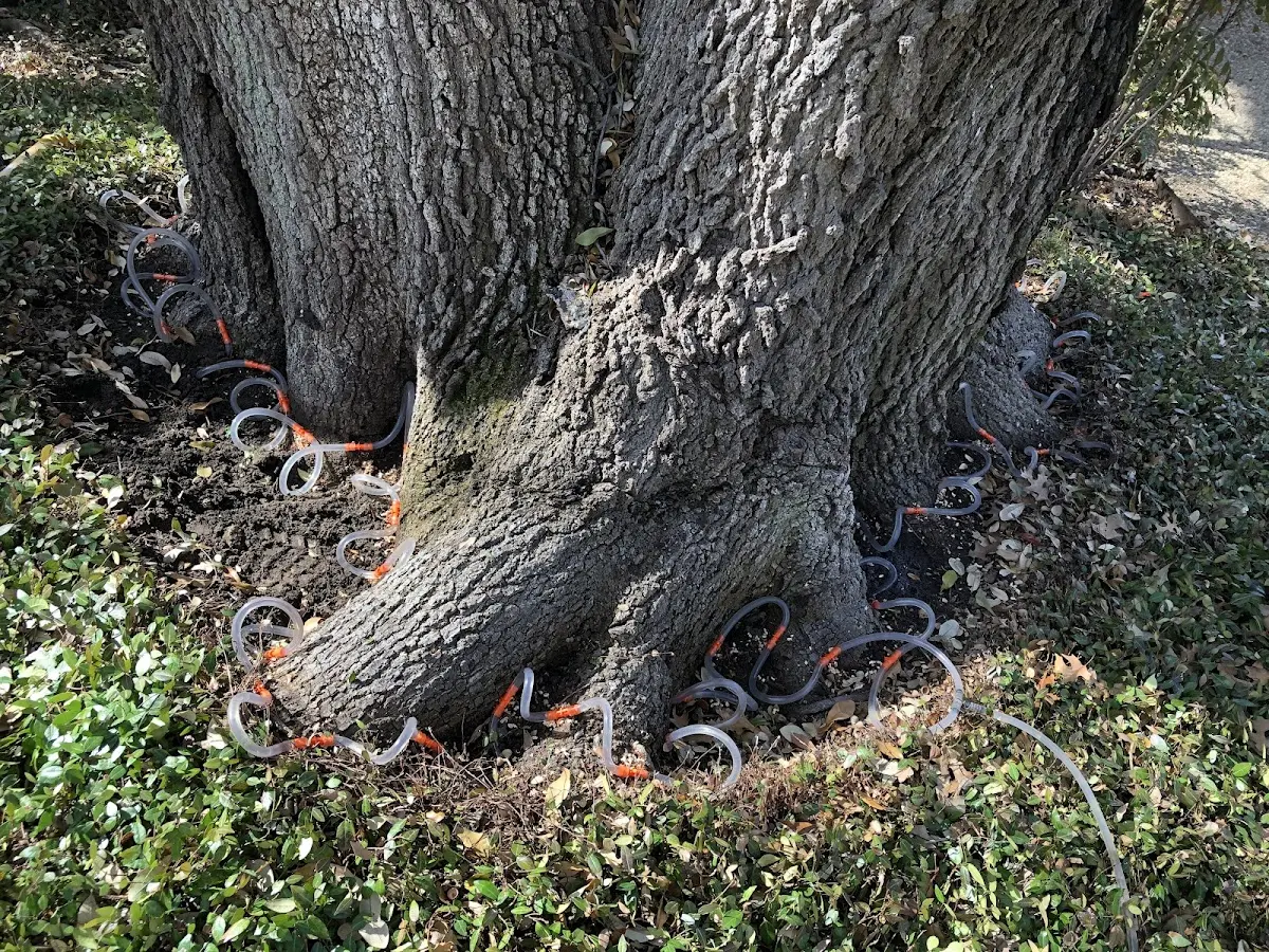 Detailed Tree Cabling and Bracing job site in Flint