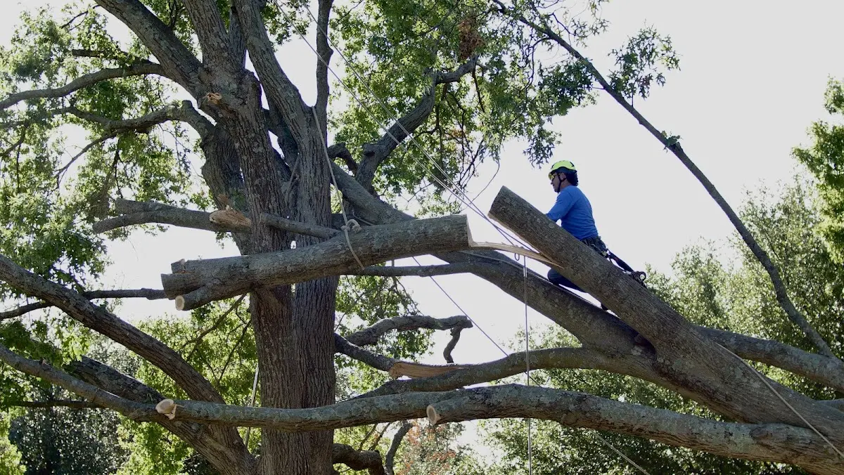 Professional Crown Thinning performed by certified arborists in Flint